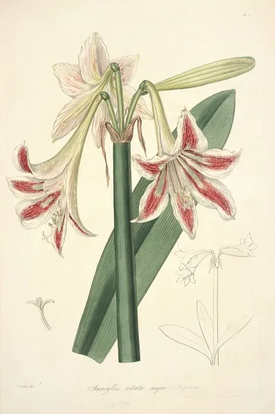 Collectanea Botanica Pl 12