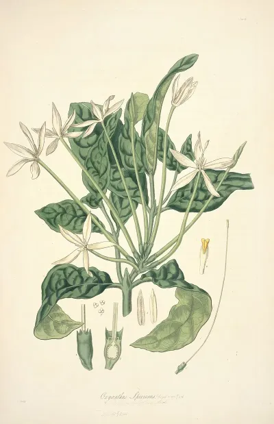 Collectanea Botanica Pl 13