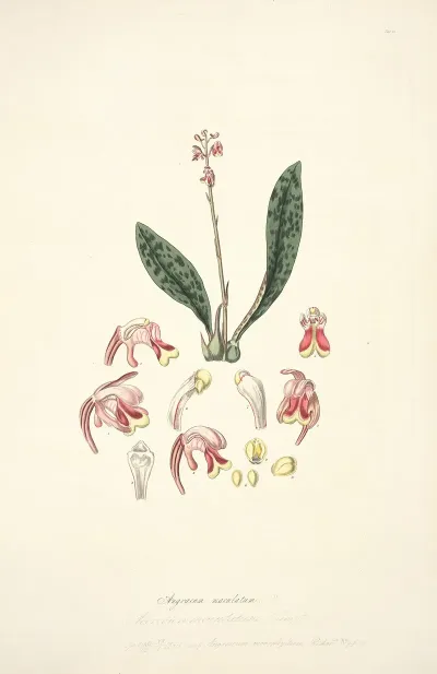 Collectanea Botanica Pl 15