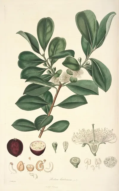 Collectanea Botanica Pl 16