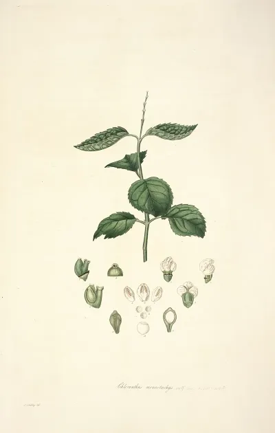 Collectanea Botanica Pl 17