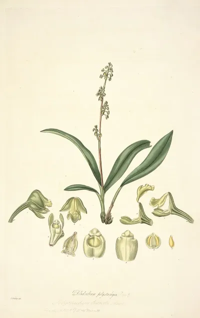 Collectanea Botanica Pl 20