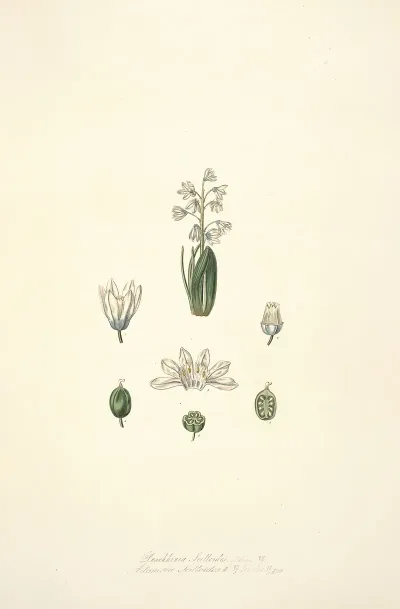 Collectanea Botanica Pl 24