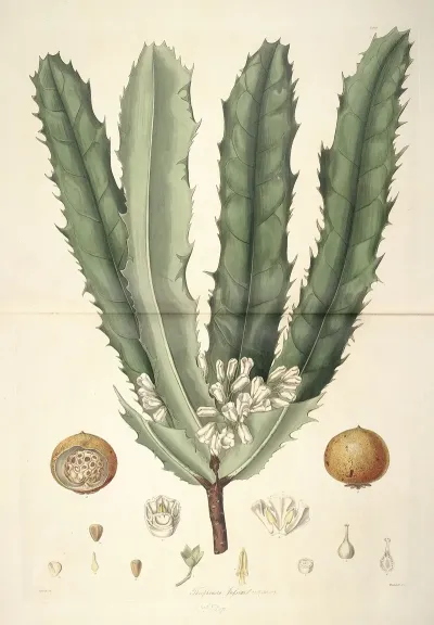 Collectanea Botanica Pl 26