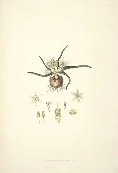 Collectanea Botanica Pl 28