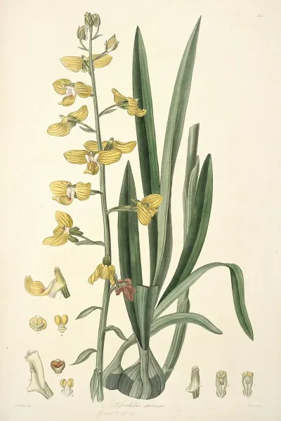 Collectanea Botanica Pl 31