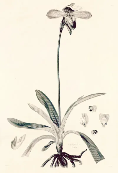 Collectanea Botanica Pl 32