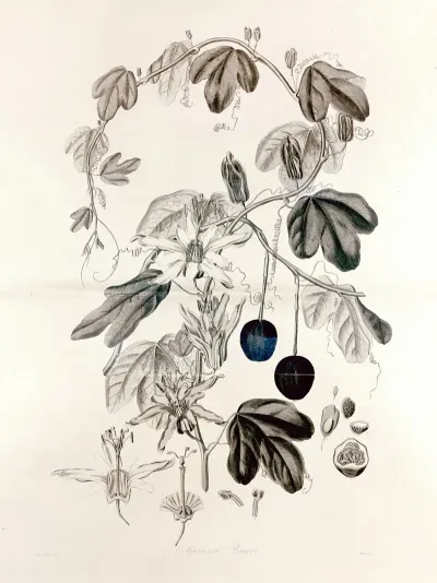 Collectanea Botanica Pl 36