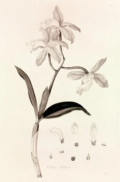 Collectanea Botanica Pl 37