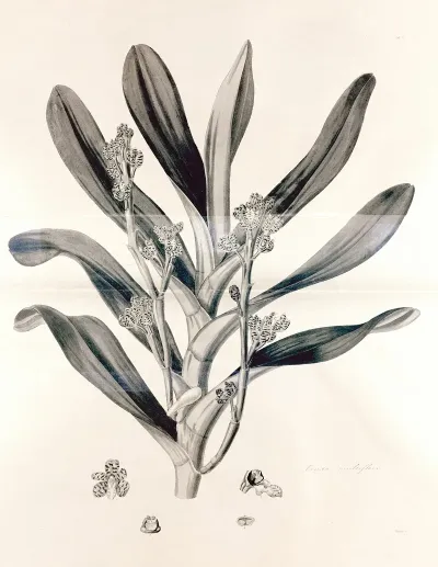Collectanea Botanica Pl 38