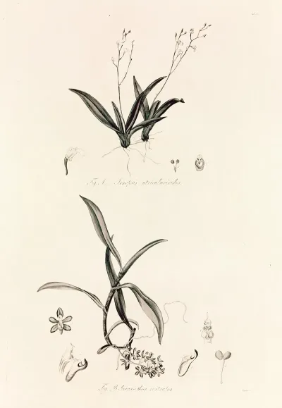 Collectanea Botanica Pl 39