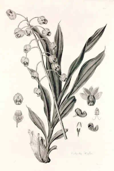 Collectanea Botanica Pl 40