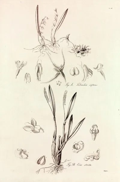 Collectanea Botanica Pl 41