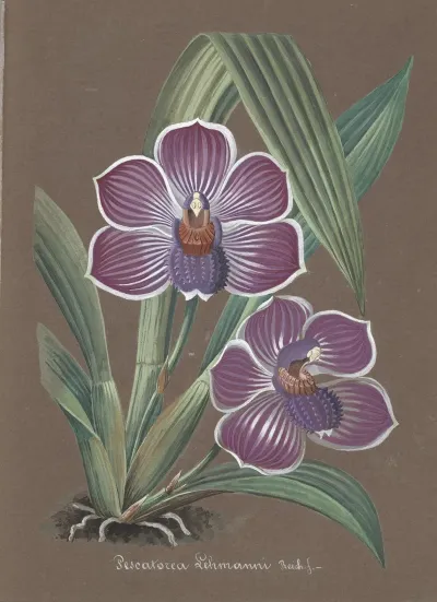Collection Dorchidees Pl 20