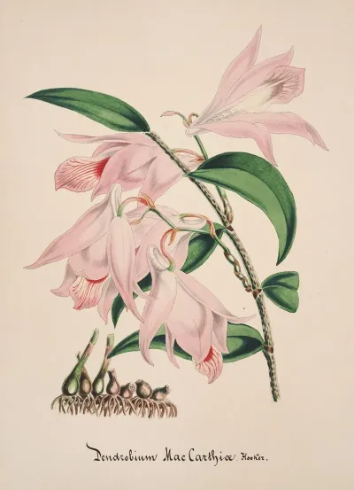 Collection Dorchidees Pl 33