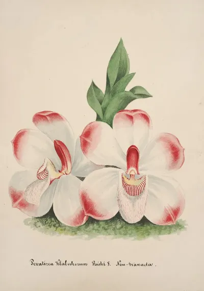 Collection Dorchidees Pl 46