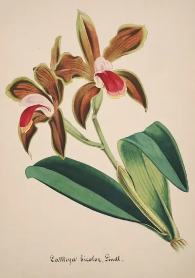Collection Dorchidees Pl 47