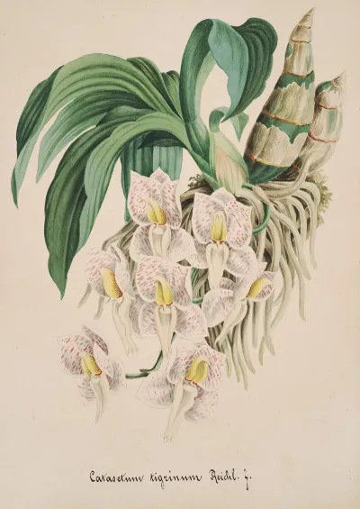 Collection Dorchidees Pl 49