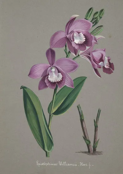 Collection Dorchidees Pl 51