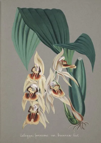 Collection Dorchidees Pl 52