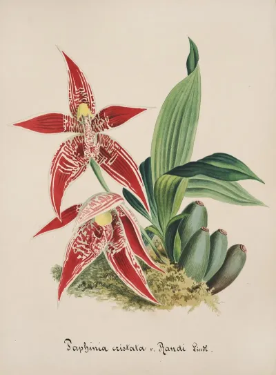 Collection Dorchidees Pl 56