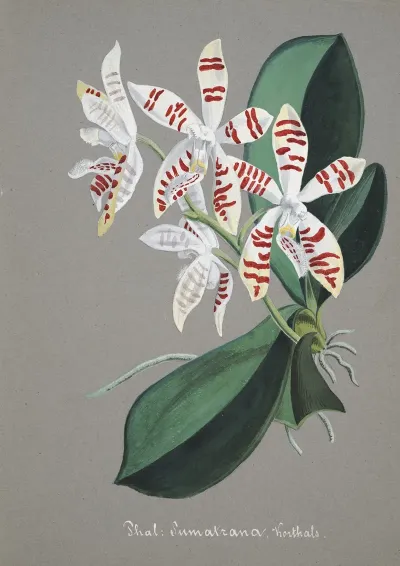 Collection Dorchidees Pl 58