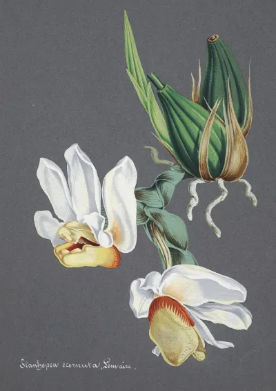 Collection Dorchidees Pl 59