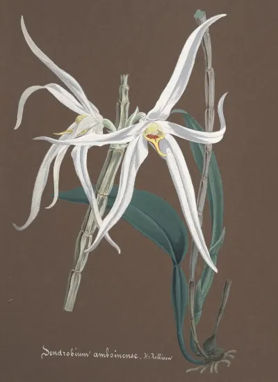 Collection Dorchidees Pl 65