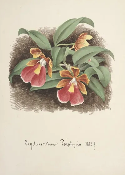 Collection Dorchidees Pl 73