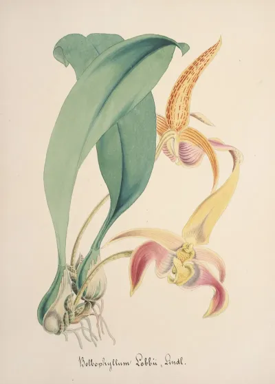 Collection Dorchidees Pl 77