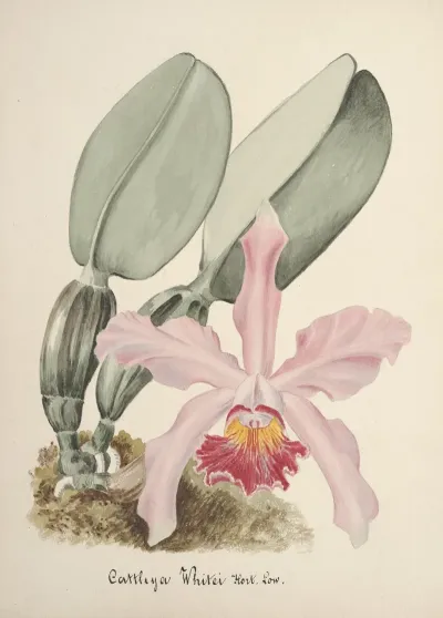 Collection Dorchidees Pl 78