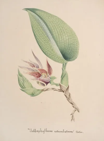 Collection Dorchidees Pl 82