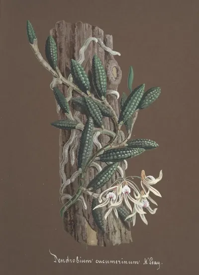 Collection Dorchidees Pl 87