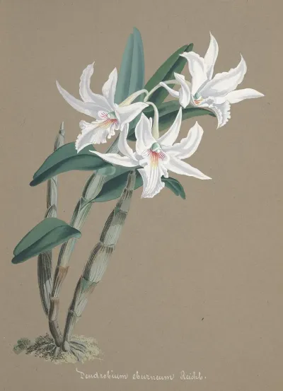 Collection Dorchidees Pl 89