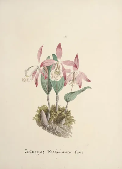 Collection Dorchidees Pl 97
