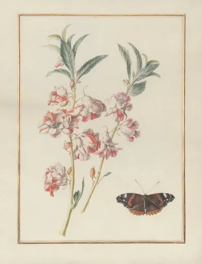 Collection Of Flower Drawings Pl 01