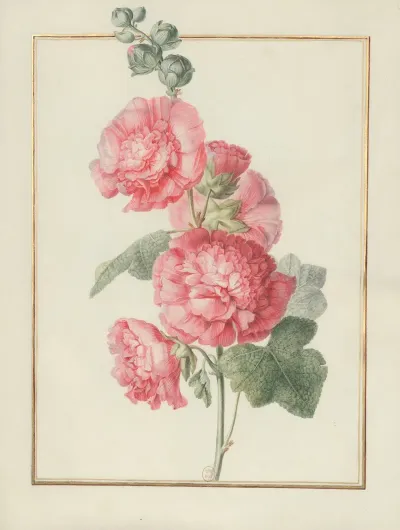 Collection Of Flower Drawings Pl 02