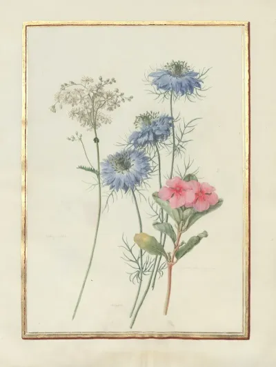 Collection Of Flower Drawings Pl 05