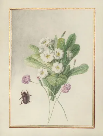 Collection Of Flower Drawings Pl 06