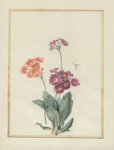 Collection Of Flower Drawings Pl 08