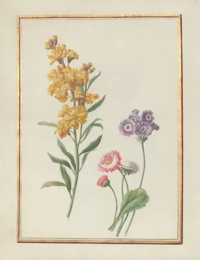 Collection Of Flower Drawings Pl 10