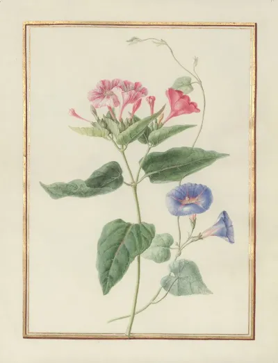 Collection Of Flower Drawings Pl 11