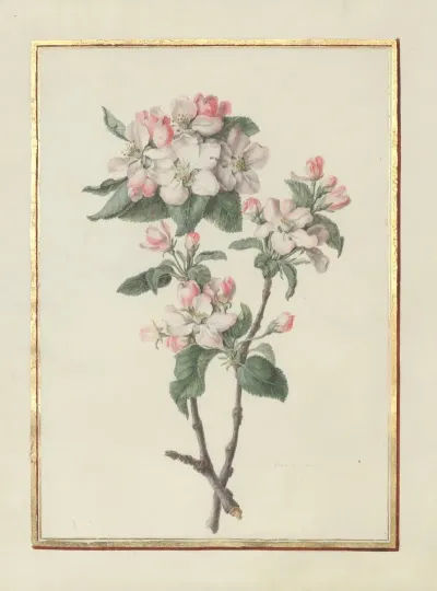 Collection Of Flower Drawings Pl 14