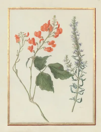 Collection Of Flower Drawings Pl 16