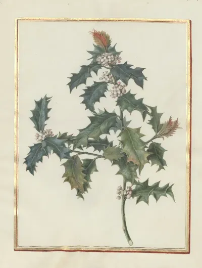Collection Of Flower Drawings Pl 18