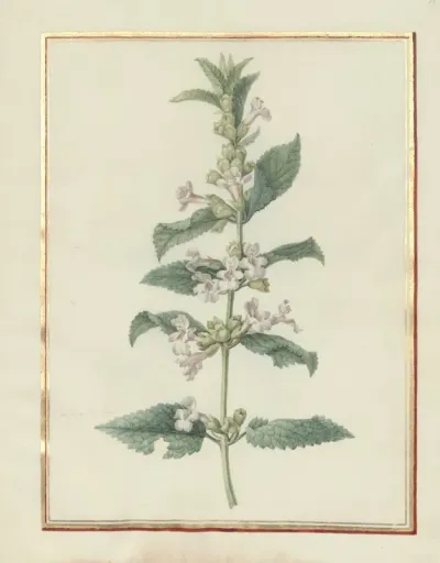 Collection Of Flower Drawings Pl 19