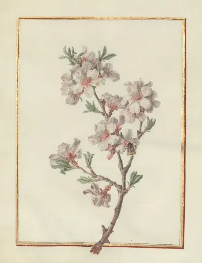 Collection Of Flower Drawings Pl 21