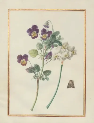 Collection Of Flower Drawings Pl 22