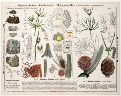 Collema Multifidum Graphis Scripta Chara Fragilis Nitella Flexilis