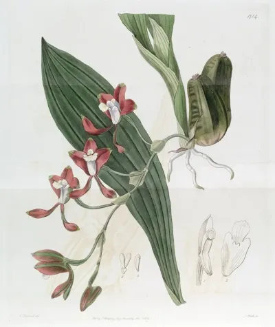 Colleys Batemannia